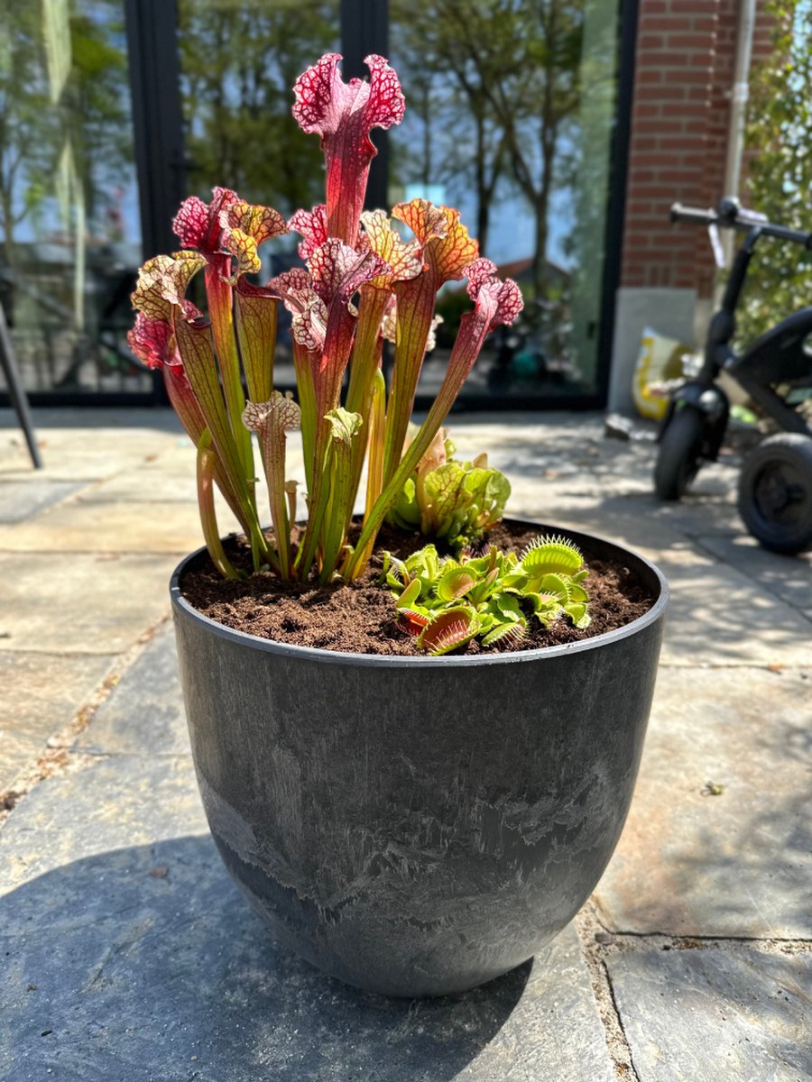 Moerasbak "Frits" - met de Sarracenia "Leucophylla" + "Dionaea Muscipula" + "Venosa" | ⌀28x24cm | Perfect om insecten in de tuin tegen te gaan | Creëer een prachtige en levendige tuin