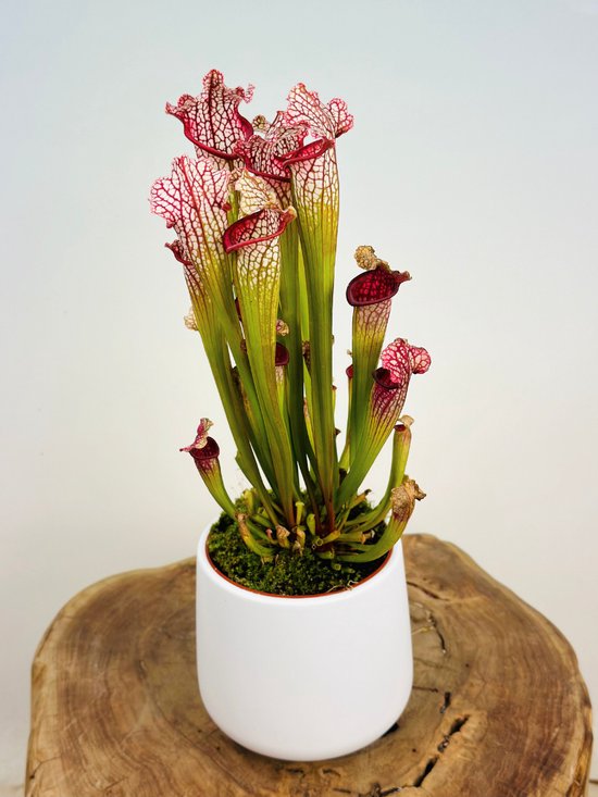 Trompetbekerplant "Sarracenia Leucophylla" groot incl. plantenpot Amazone "Wit" | Complete set (worden samen geleverd) | Plaats bij aankomst jouw vleesetende plant in de pot en geniet meteen