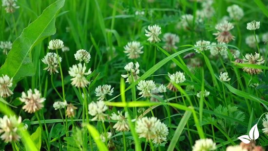 De Allerdaagse Clover Lawn - Graszaad Met Microklaver-Een Ideaal