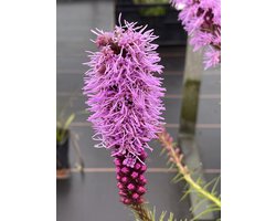 6 x Liatris Spicata - Lampepoetser pot 9x9cm