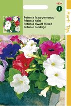 Hortitops - Petunia Hybride Bloemzaad - Gemengd