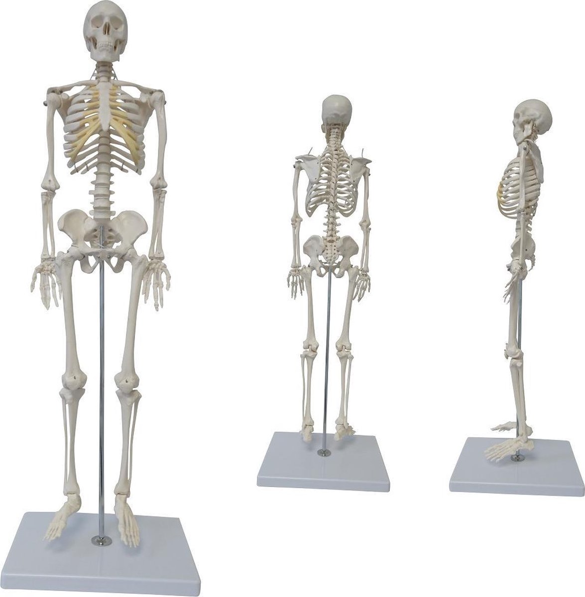 Het menselijk lichaam - anatomie model skelet Harry Middel (85 cm)