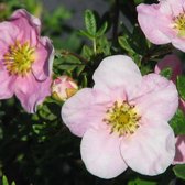 Potentilla Fruticosa Princess (= 'Pink Queen') - Struikganzerik 20-25 cm pot