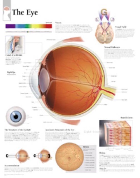 The Eye, Laminated Chart 9781930633599 Scientific Publishing