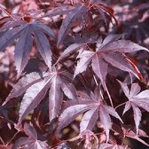 Acer Palmatum 'Bloodgood' - Japanse esdoorn 50-60 cm pot - Bloodgood Japanse Esdoorn voor Dieprode Bladeren