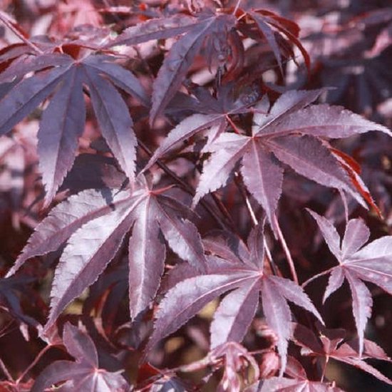 Acer Palmatum 'Bloodgood' - Japanse esdoorn  50-60 cm pot