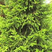 Picea Abies 'Will's Zwerg' - Kerstspar|Fijnspar 25-30