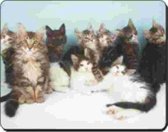 Noorse boskat kittens groep Muismat