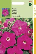 Hortitops - Petunia Hybride Bloemzaad - Hemelroosje