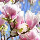 Magnolia 'George Henry Kern' - Beverboom 50-60 cm pot