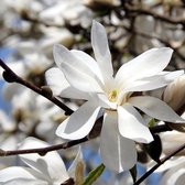 Magnolia Loebneri 'Merrill' - Beverboom;Valse tulpenboom 50-60 cm pot