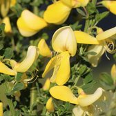 CYTISUS 'LUNA' - Brem  40-60 cm in pot