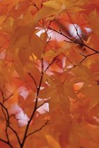 Pallid Leaves Fall Fire Tree Grid Notebook