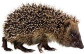 Muursticker Forest Friends 'Hedgehog' XL I KEK Amsterdam