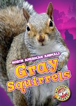 North American Animals - Gray Squirrels