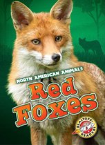 North American Animals - Red Foxes