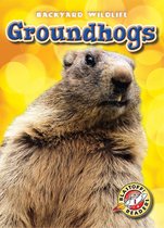 Backyard Wildlife - Groundhogs