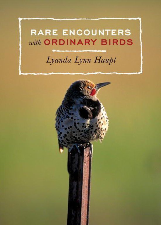 Rare Encounters with Ordinary Birds - cover