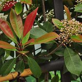 Photinia Fraseri 'Red Robin' - Glansmispel - 40-60 cm pot: Populaire struik met rood uitlopend blad en witte bloemen.