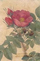 Rosa Kamtschatica