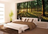 Forest Trees Beam Light Nature Photo Wallcovering