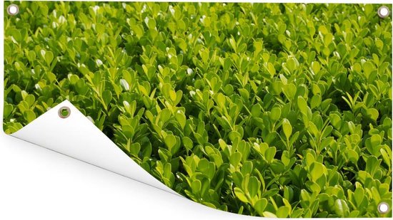 Close up of the Buxus Garden Poster 60x30 cm - petit - Toile de jardin / Toile d'extérieur / Peintures d'extérieur (décoration de jardin)