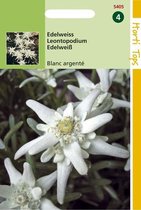 2 stuks Hortitops Leontopodium Alpinum Edelweiss