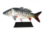 Vistrofee Real Fish Karper 17 cm - Prijs Viswedstrijd Karperwedstrijd Visprijs Wedstrijdprijzen Sportvissen Visprijzen Wedstrijdvissen Viswedstrijden Sportvisprijs Sportvisprijzen
