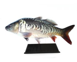 Vistrofee Real Fish Karper 17 cm - Prijs Viswedstrijd Karperwedstrijd Visprijs Wedstrijdprijzen Sportvissen Visprijzen Wedstrijdvissen Viswedstrijden Sportvisprijs Sportvisprijzen Visbokaal Vis Bokaal Beker Visbeker Wedstrijdbeker Visbeeld Beeldje He