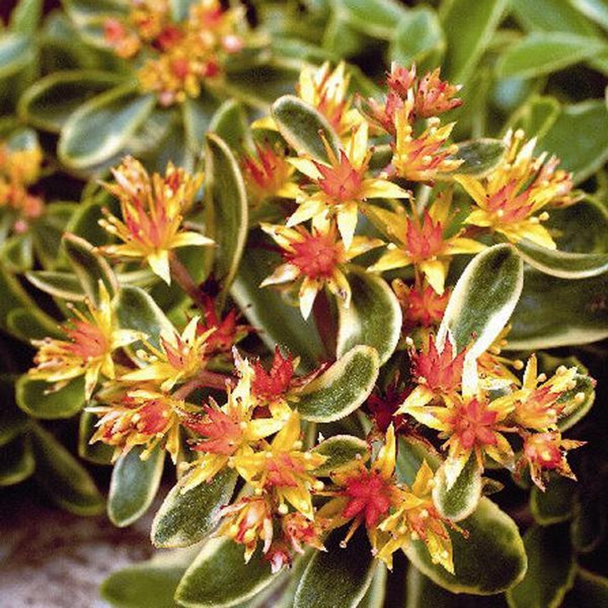 6 x Sedum Kamtschaticum 'Variegatum ' - Vetkruid pot 9x9cm