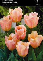 50 x Tulp Abricot Beauty