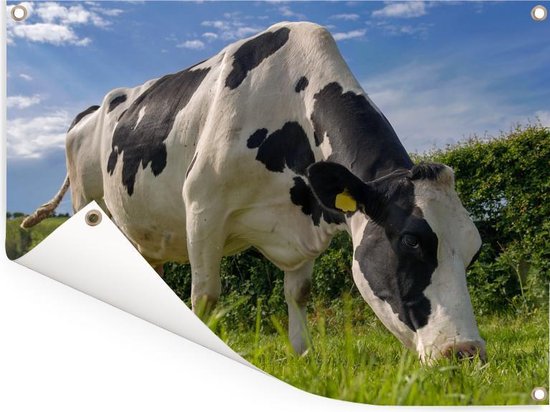 Une vache frisonne broutant par une belle journée d'été Affiche de jardin 160x120 cm - Toile de jardin / Toile d'extérieur / Peintures d'extérieur (décoration de jardin) XXL / Groot format!