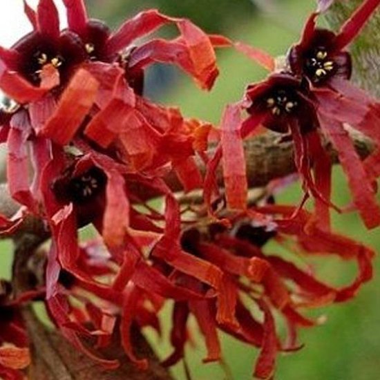 Hamamelis Intermedia 'Diane' - Noisetier de sorcière 40-60 cm pot