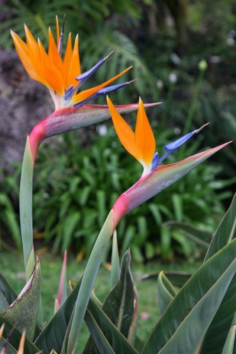 bol.com | Strelitzia reginae | Totale hoogte 50-60cm incl. Ø15cm pot ...