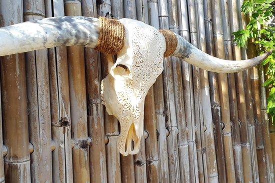 Longhorn skull 2024