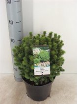 Picea glauca 'Alberta Globe'; Totale hoogte 30-40cm incl. Ø 19cm pot | Wintergroen en zeer decoratief | Canadese spar