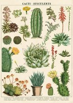 Poster Cactus - Cavallini & Co - Schoolplaat Cacti & Succulent