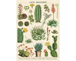 Poster Cactus - Cavallini & Co - Schoolplaat Cacti & Succulent