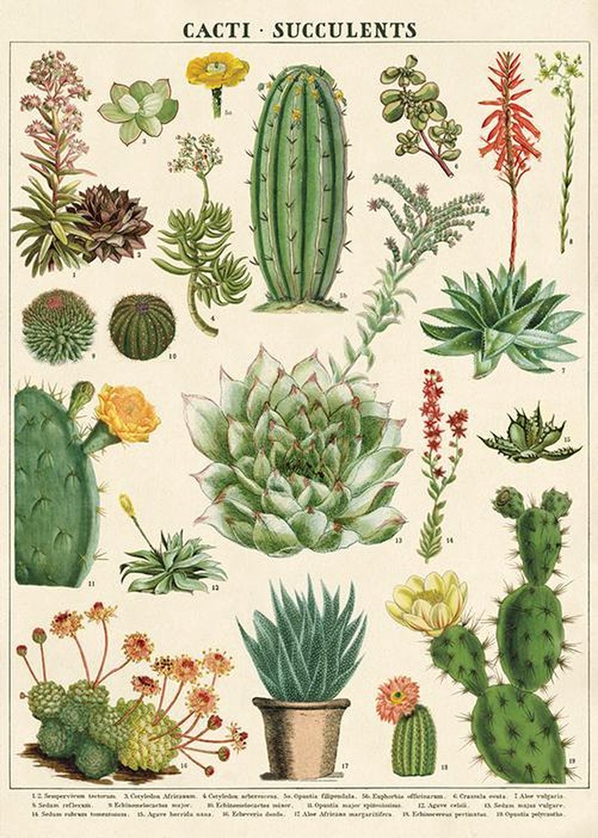 Cavallini & Co Poster Cactus - Cavallini & Co - Schoolplaat Cacti & Succulent Multi Color