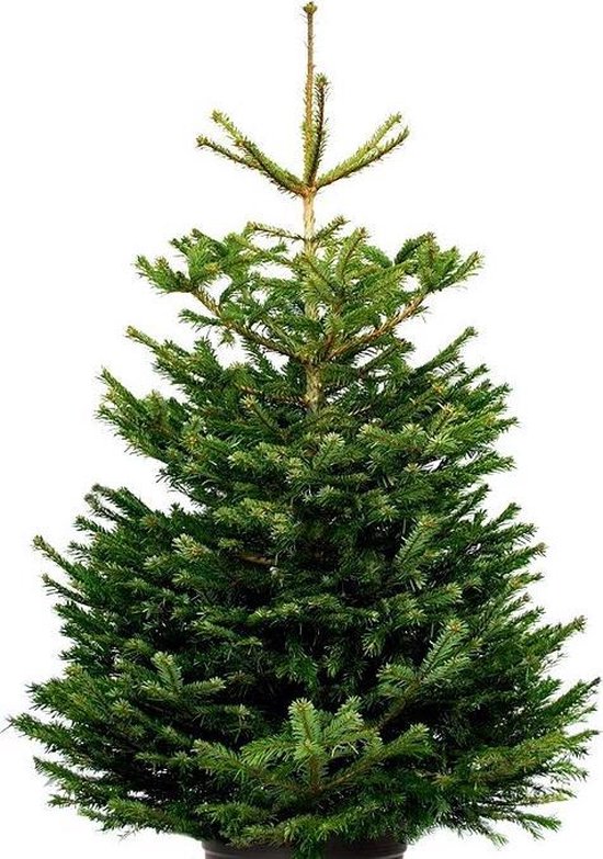 Passief Verklaring Melodieus Echte kerstboom - Nordmann Excellent - 125-150cm | bol.com