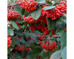 Cotoneaster Lacteus - Dwergmispel 40-60 cm in pot