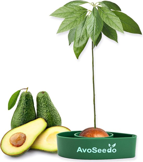 AvoSeedo - Avocado Boom - Kweek Kit - Praktische Tuinier Cadeau - Avocado Lovers