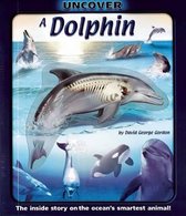 Uncover a Dolphin