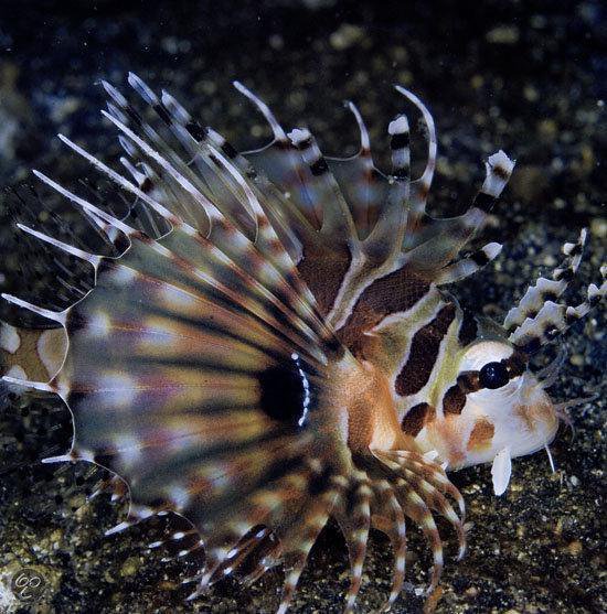 Een kleine, gekleurde leeuwvis met stekels en strepen, op de bodem van de oceaan.