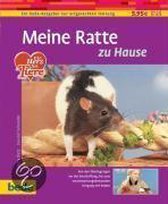 Meine Ratte zu Hause