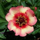 6 x Potentilla Nepalensis 'Miss Willmott' - Ganzerik - Pot 9x9 cm: Roze bloemen, zonminnend