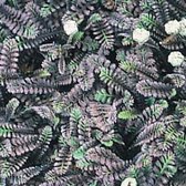 6 x Leptinella Squalida 'Platt's Black' - Speldenkussenplant pot 9x9cm, donkergekleurd blad