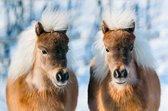 Diamond Painting pakket volwassenen | Pony's in de Winter - 80 x 120 cm | Volledige bedekking met vierkante steentjes | FULL | DP Diamond Paintings