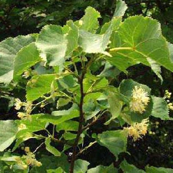 Foto: Tilia europaea pallida koningslinde stamomtrek 14 16 cm pot