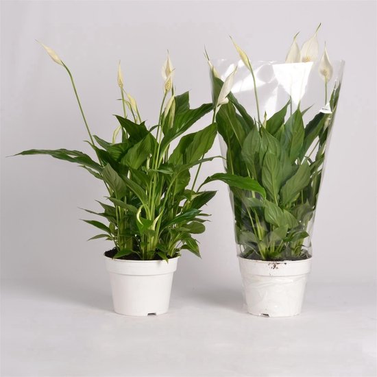 Tillandsia